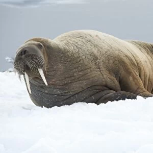 Walrus. Longyearbyen, Svalbard, Norway