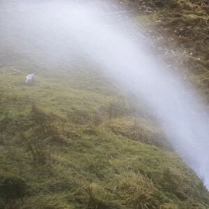 A waterfall being blown back up hill by gale force winds above Bassenthwaite, Lake district, UK