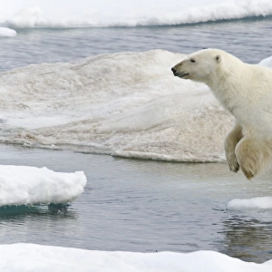 A young polar bear (Ursus maritimus) leaping from floe to floe on multi-year ice floes in the Barents Sea off the eastern coast of Edge ya (Edge Island) in the Svalbard Archipelago