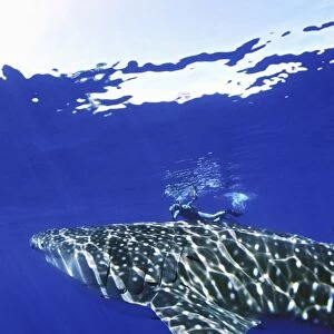 Young Whale Shark (Rhincodon typus) in deep water with snorkeler in the Kealeakahiki Channel near Lanai, Hawaii, USA. Pacific Ocean. Model released