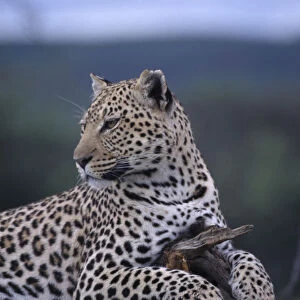 Africa Animals Wildlife