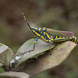 India, West Bengal, Asansol, A painted grasshopper, Poekilocerus Pictus