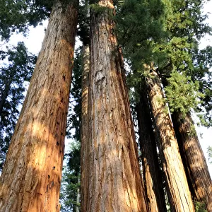 Looking up at the giant sequoia trees