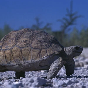 Tortoise walking on gravel