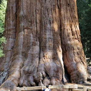 USA, California, Sequoia NP, General Sherman Tree trunk with figure at base