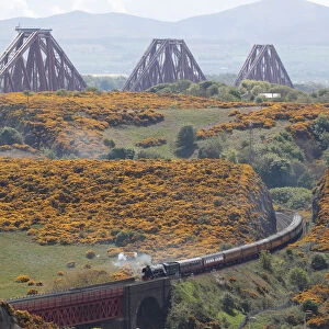 The Forth Bridge dominates the background as the Flying Scotsman steam train travels