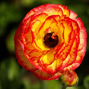 A giant Tecolote ranunculus flower blooms at the Flower Fields at Carlsbad Ranch in Carlsbad