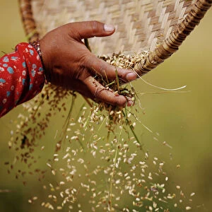 The hand of a farmer is pictured as she harvests rice on a field in Lalitpur