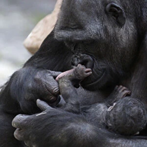 Kijivu, a western lowland gorilla, holds her newborn baby at Pragues zoo in Prague