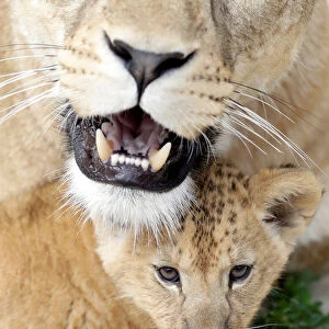 A newly born Barbary lion cub sits near its mother Khalila inside their enclosure at Dvur