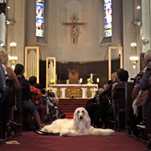 Owners and their pets attend a mass at the Saint Pierre D Arene church to honour the