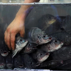 A vendor holds a fish at a market in Amman