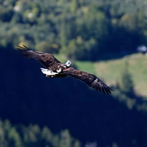Victor, a nine year old white-tailed eagle equipped with a 360 camera, flies over glaciers