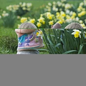 Children on Easter egg hunt among daffodils at Easter UK