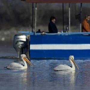 Dalmatian Pelican, Pelicanus crispus and tourists on bird watching tour Lake Kerkini