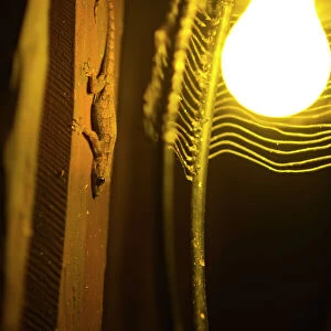 Gecko sp hunting around light on cabin wall Samburu Kenya