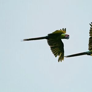 Great Green Macaw Ara ambiguus La Selva Costa Rica