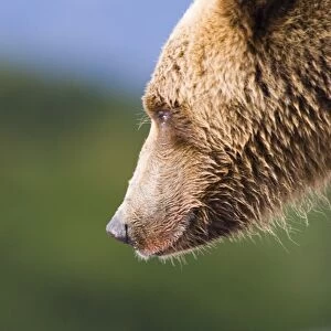Grizzly Bear Ursos arctos Katmai Alaska July