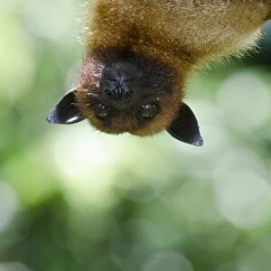 Large or Greater Flying Fox (Pteropus vampyrus) or Kalang. From South East Asia