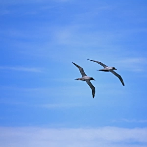 Light-mantled Sooty Albatross, Phoebetria palpebrata, pair flying in formation in courtship ritual