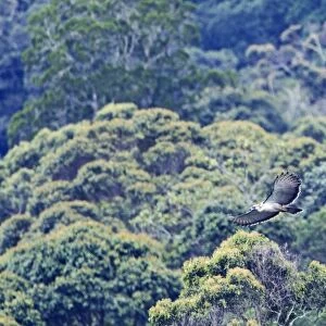Philippine Eagle Pithecophaga jefferyi over forest on Mt Kitanglad Mindanao