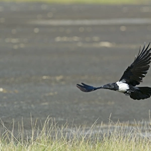 Pied Crow Corvus albus Lake Nakuru Kenya