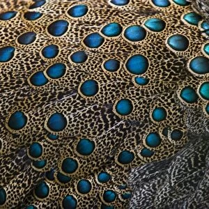 Plumage detail of Malaysian Peacock Pheasant Polyplectron malacense captive