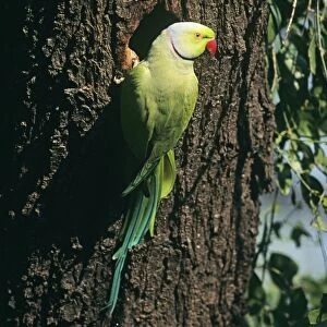 Rose-ringed Parakeet India