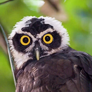 Spectacled Owl Pulsatrix perspicillata chapmani immature Panama