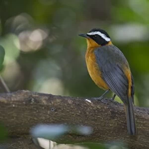White Browed Robin