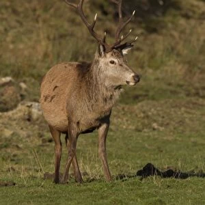 A 10 point Red Deer stag grazing - Isle of Jura Scotland