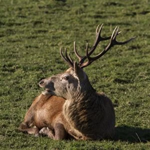 A 10 point Red Deer stag resting - Isle of Jura Scotland