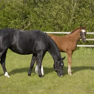 Un puledro di cinque mesi di razza Hanoveriana con una giumenta nera. Un puledro di cinque mesi di razza Hanoveriana con una giumenta nera.