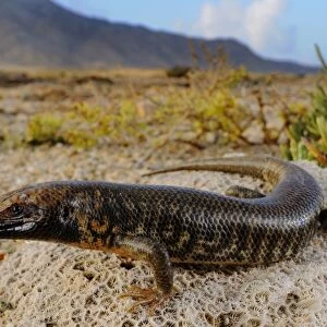 Abd al Kuri Skink (Trachylepis cristinae) newly discovered species described in 2010, adult