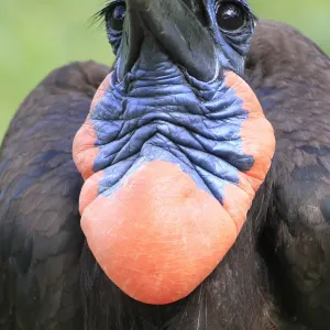 Abyssinian Ground Hornbill (Bucorvus abyssinicus) adult male, close-up of throat pouch, tossing up food into beak (captive) Abyssinian Ground Hornbill (Bucorvus abyssinicus) adult male, close-up of throat pouch, tossing up food into beak (captive)