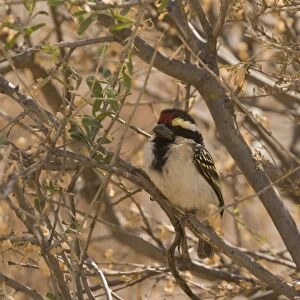 Acacia Pied Barbet (Tricholaema leucomelas) adult, perched in acacia tree, Kalahari Desert, Kalahari Gemsbok N. P