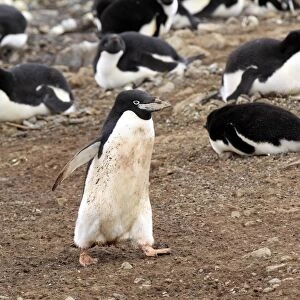 Adelie Penguin (Pygoscelis adeliae) adult, with stone for nesting material in beak, walking in nesting colony