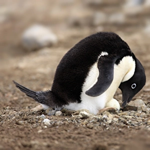 Adelie Penguin (Pygoscelis adeliae) adult, incubating egg at nest in nesting colony, Devil Island, Weddell Sea