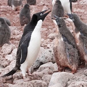 Adelie Penguin (Pygoscelis adeliae) adult with two chicks, begging in rookery, Paulet Island, Antarctic Peninsula