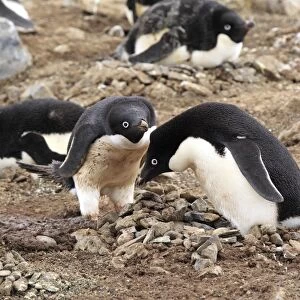 Adelie Penguin (Pygoscelis adeliae) adult pair, at nest in nesting colony, Devil Island, Weddell Sea, Antarctica