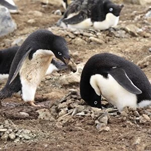 Adelie Penguin (Pygoscelis adeliae) adult pair, adding stone to nest in nesting colony, Devil Island, Weddell Sea