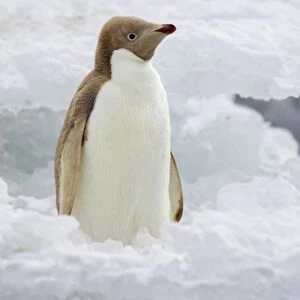 Adelie Penguin (Pygoscelis adeliae) leucistic, adult, standing on iceberg, Brown Bluff, Antarctic Peninsula, Antarctica