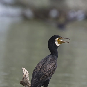 Adult Great Cormorant in breeding plumage
