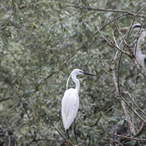 Adult Little Egret - Lake Kerkini, Northern Greece