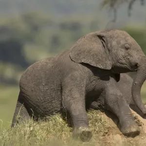 Afican Elephant, young, baby, rolling on termite hil Loxodonta africana Afican Elephant, young, baby, rolling on termite hil Loxodonta africana