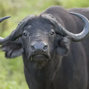 African Buffalo (Syncerus caffer) adult, close-up of head, flicking ears, Lake Mburo N. P. Uganda African Buffalo (Syncerus caffer) adult, close-up of head, flicking ears, Lake Mburo N. P. Uganda