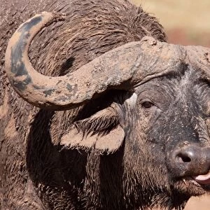 African Buffalo (Syncerus caffer) adult male, close-up of head, licking nose and covered with mud after wallowing, The Ark, Aberdare N. P. Aberdare Mountain Range, Kenya