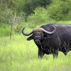 African Buffalo (Syncerus caffer) adult male, feeding on grass, Sabi Sabi Game Reserve, Kruger N. P. South Africa