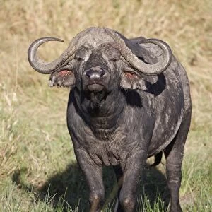 African Buffalo (Syncerus caffer) adult male, standing in savannah, Masai Mara, Kenya, August