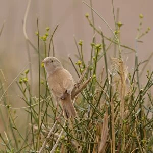 African Desert Warbler (Sylvia deserti) adult, perched on stem, Morocco, March